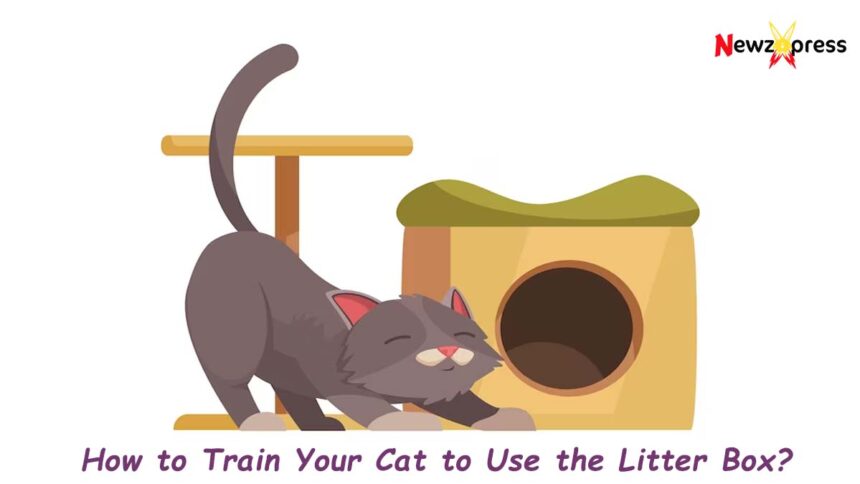 How to Train Your Cat to Use the Litter Box