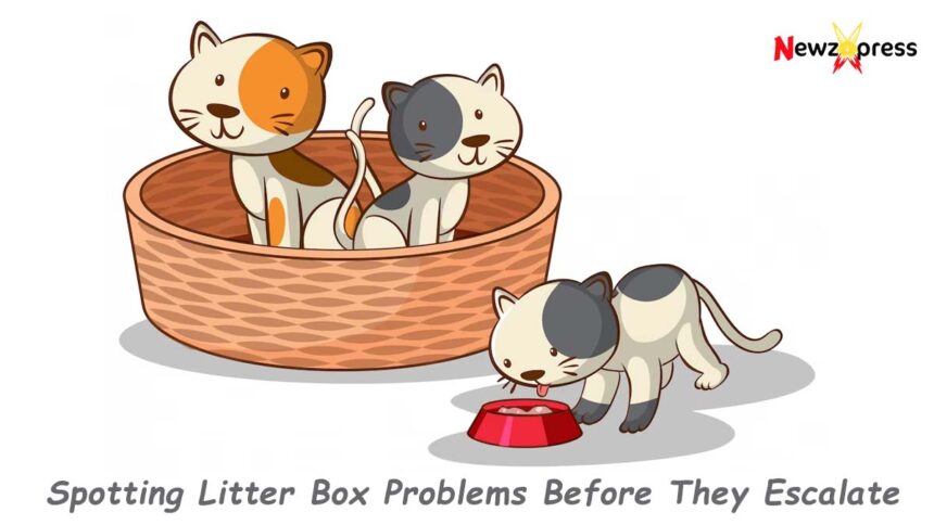 Spotting Litter Box Problems Before They Escalate